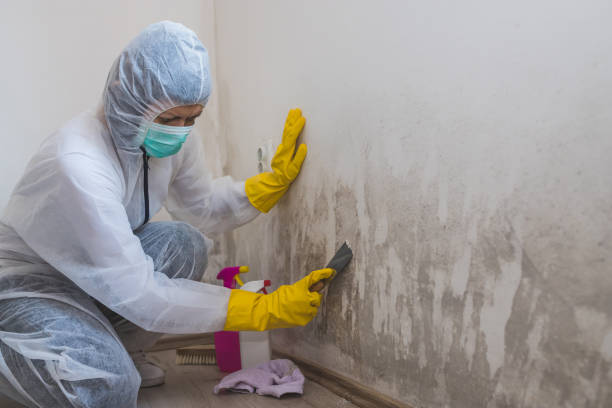 Best Mold Removal Company Near Me  in Madisonville, TX