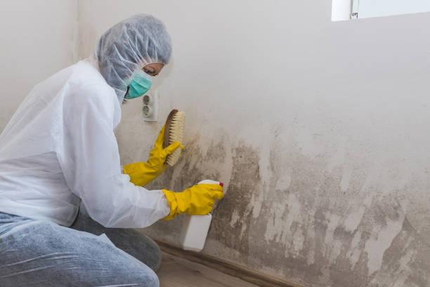 Best Professional Mold Removal  in Madisonville, TX