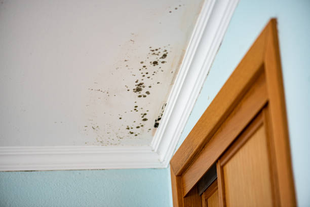 Best Best Mold Removal Companies  in Madisonville, TX