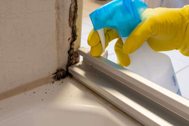 Trusted Madisonville, TX Mold Removal Experts