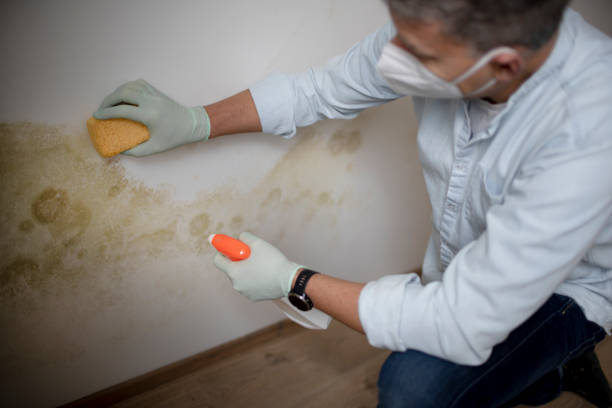 Best Certified Mold Removal  in Madisonville, TX