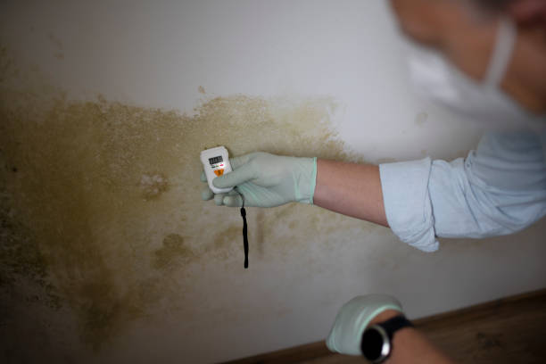 Best Mold Removal Process  in Madisonville, TX