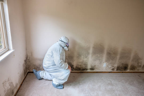 Mold Removal Process in Madisonville, TX