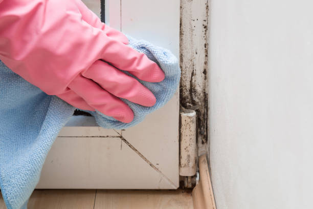 Best Mold Damage Repair  in Madisonville, TX