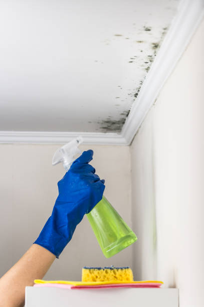 Best Black Mold Removal  in Madisonville, TX